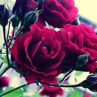 Fabric Sample 2.5"x 2.5"