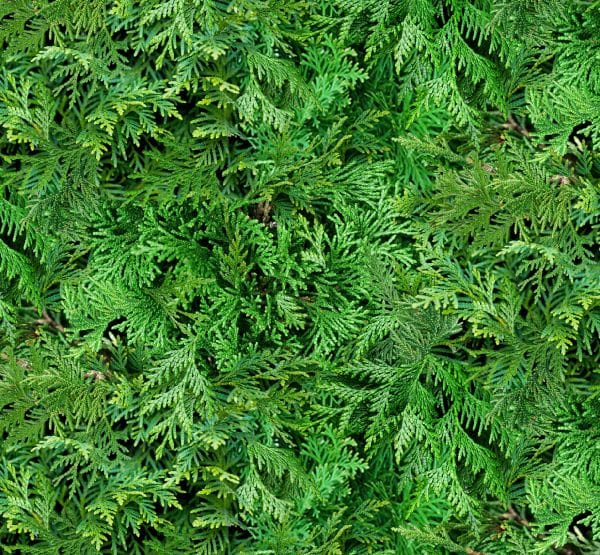 Elizabeth Studio Birds and Berries Pine Quilting Cotton Fabric- Green