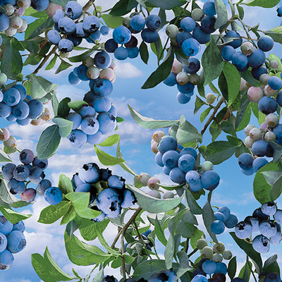Benartex Blueberry Hill Blueberry Bush Quilting Cotton Fabric- Sky Blue