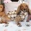 Deac Brown Plaid Dachshund Sweater - Measurements in item description