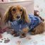 Falko Blue Plaid Fleece Dachshund Sweater - Measurements in item description