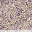 Marcus Fabrics Lavender & Lace Packed Flowers 108" Quilt Backing- Lilac