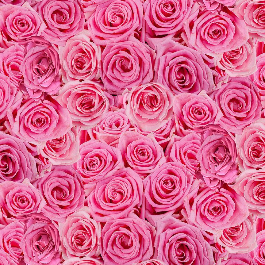 Timeless Treasures BelleRose Packed Roses Quilting Cotton Fabric- Fuchsia