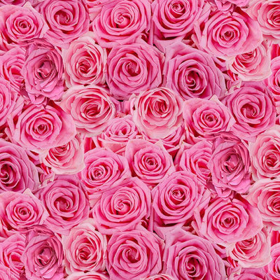 Timeless Treasures BelleRose Packed Roses Quilting Cotton Fabric- Fuchsia