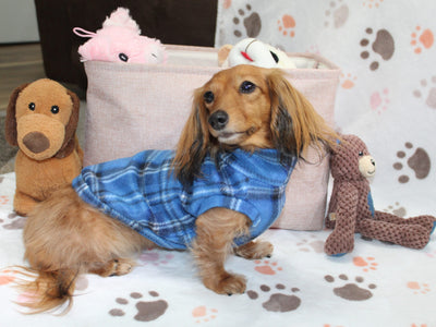 Royal Stewart Blue Plaid Fleece Dachshund Sweater - Measurements in item description
