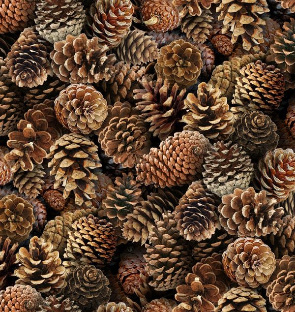 Elizabeth Studio Birds and Berries Pine Cones Quilting Cotton Fabric- Brown