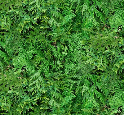 Elizabeth Studio Birds and Berries Pine Quilting Cotton Fabric- Green